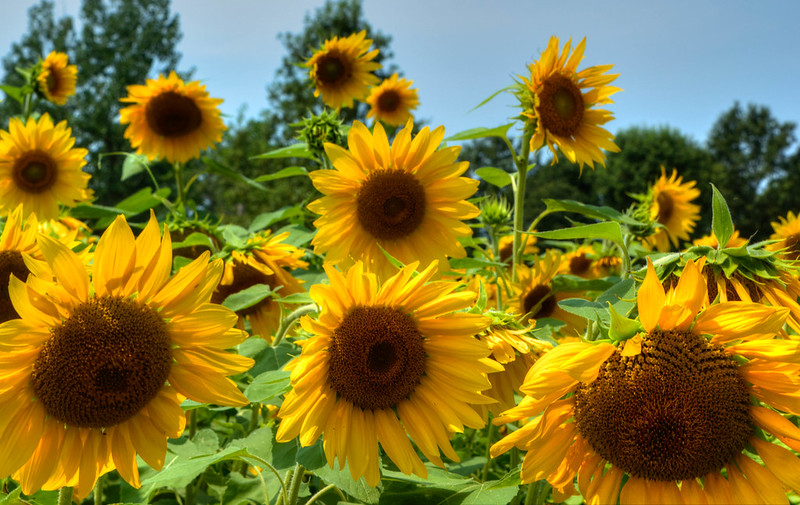 Семена подсолнечника ростовская. Sunflower State. Sunflower sleeping. Sunflow photo.