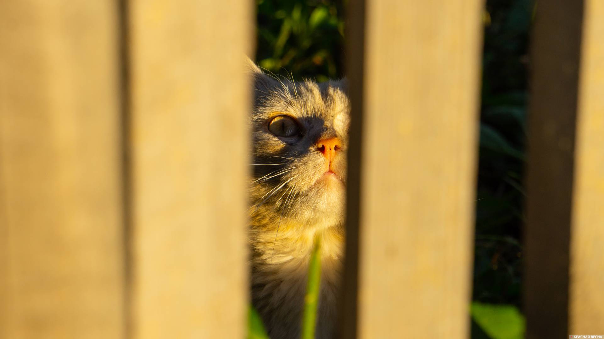 Кот, Деревня в Кемеровской Области