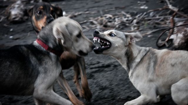 Агрессивные собаки
