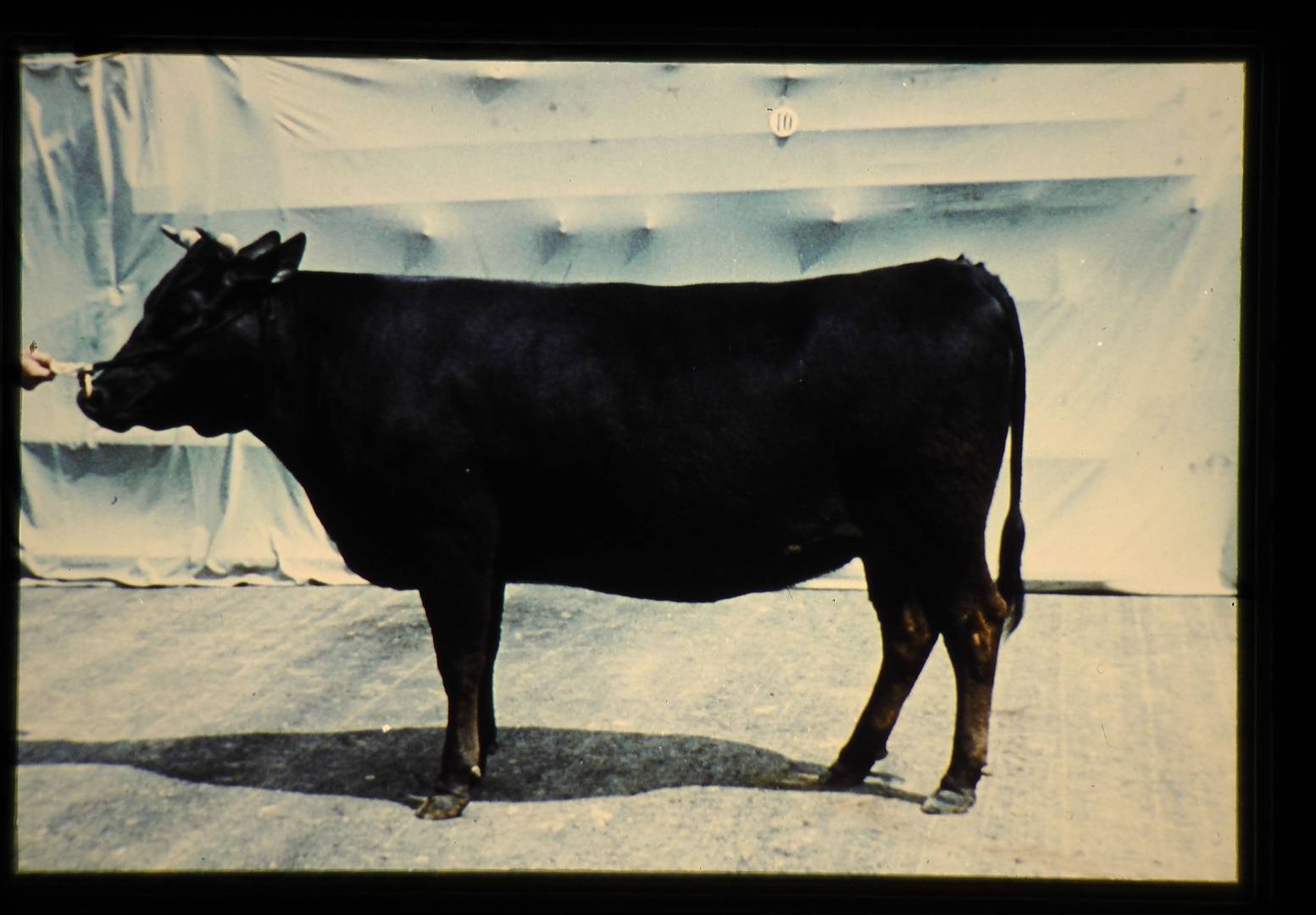 Японская черная корова