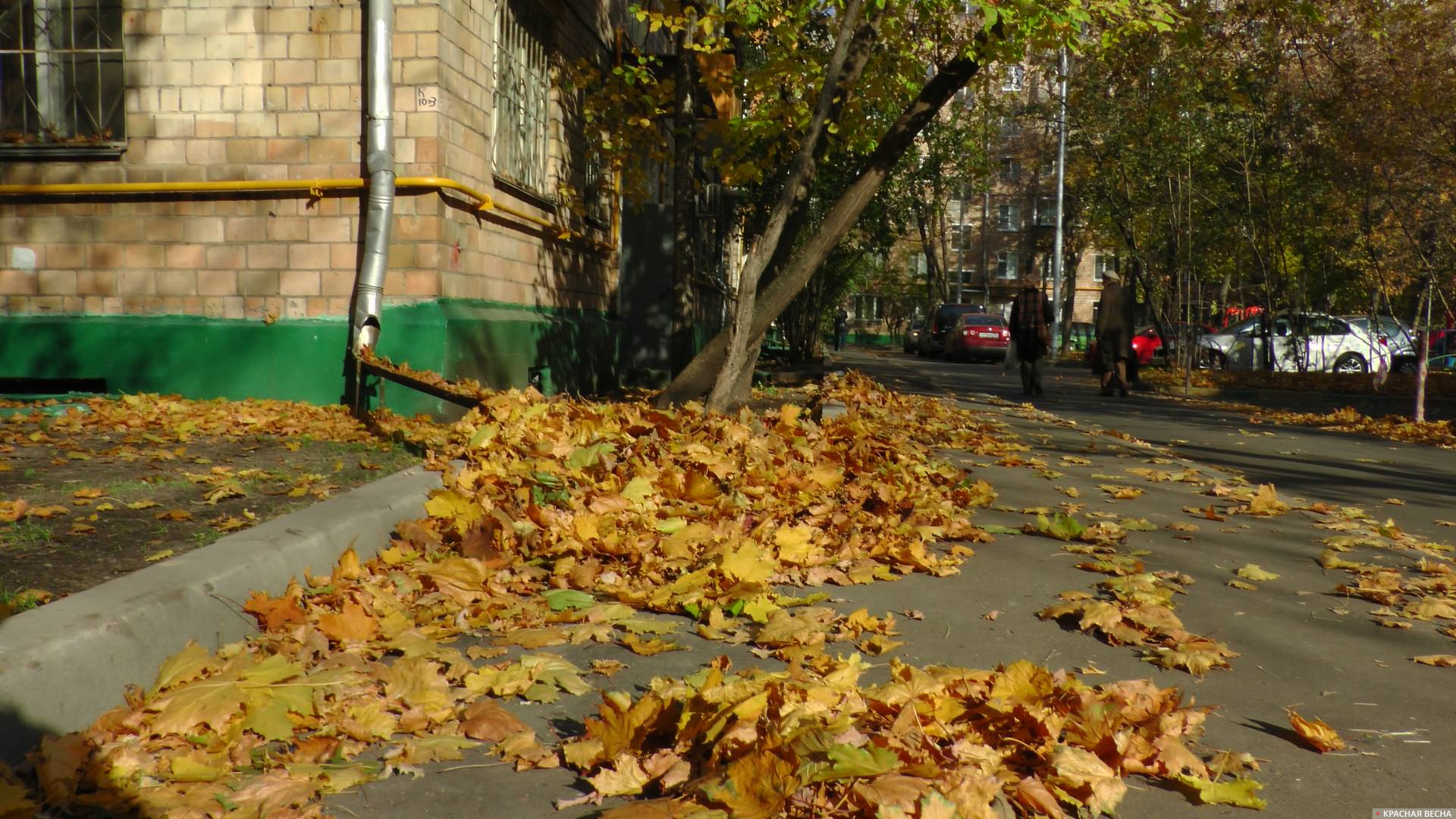 Листья на дороге