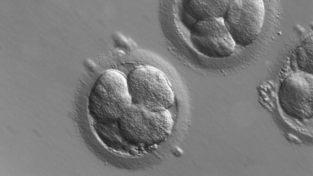 Человеческие эмбрионы на раннем этапе развития