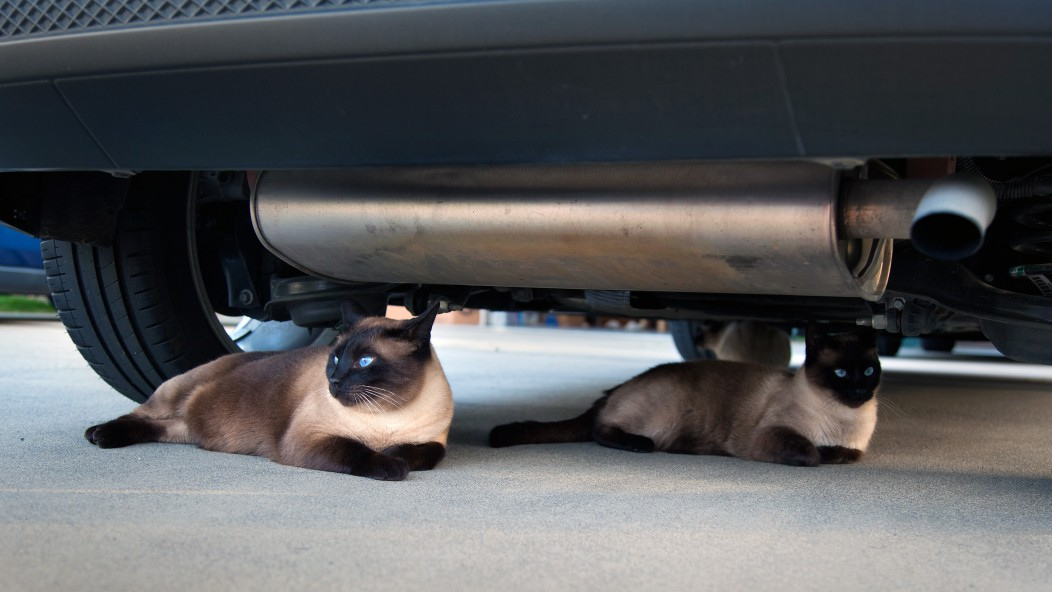 Коты и автомобильный глушитель