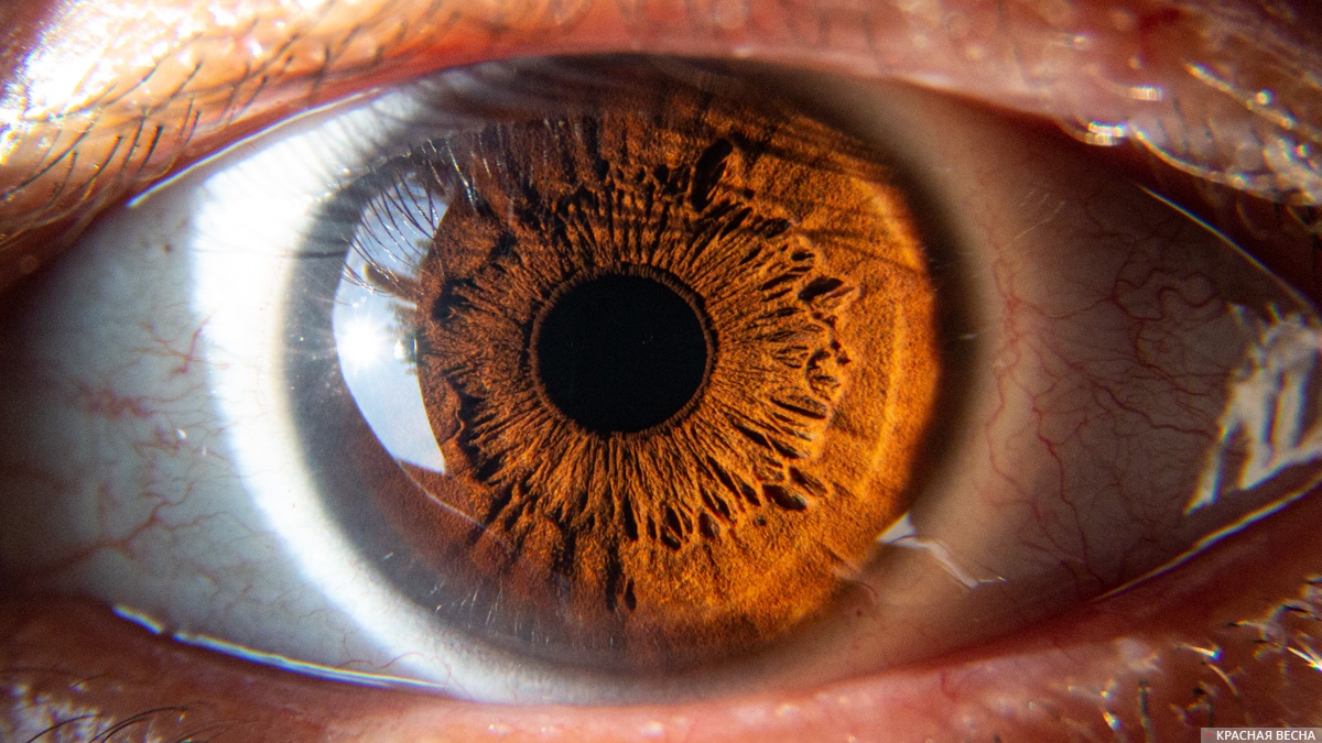 Человеческий глаз