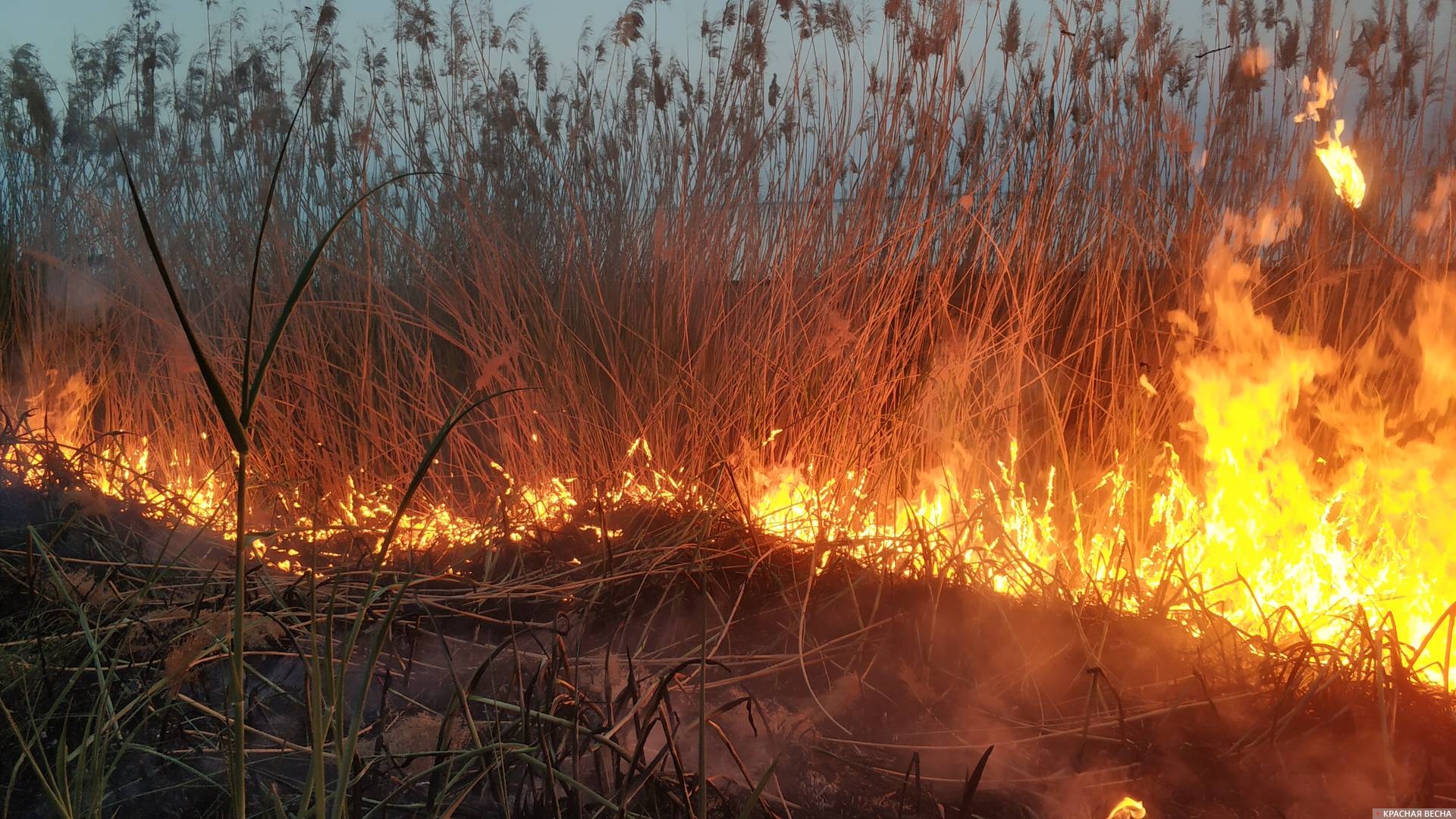 Природный пожар, лесной пожар