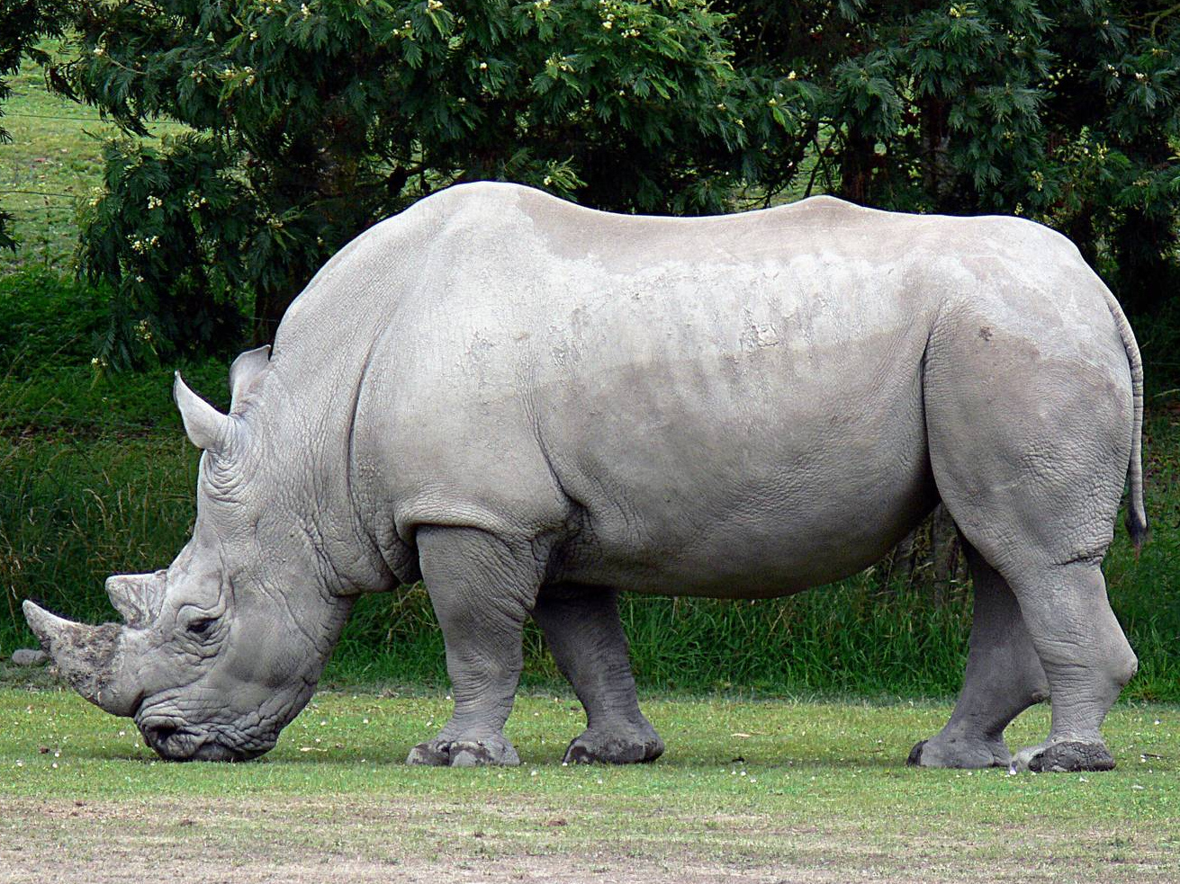 Белый носорог — Википедия