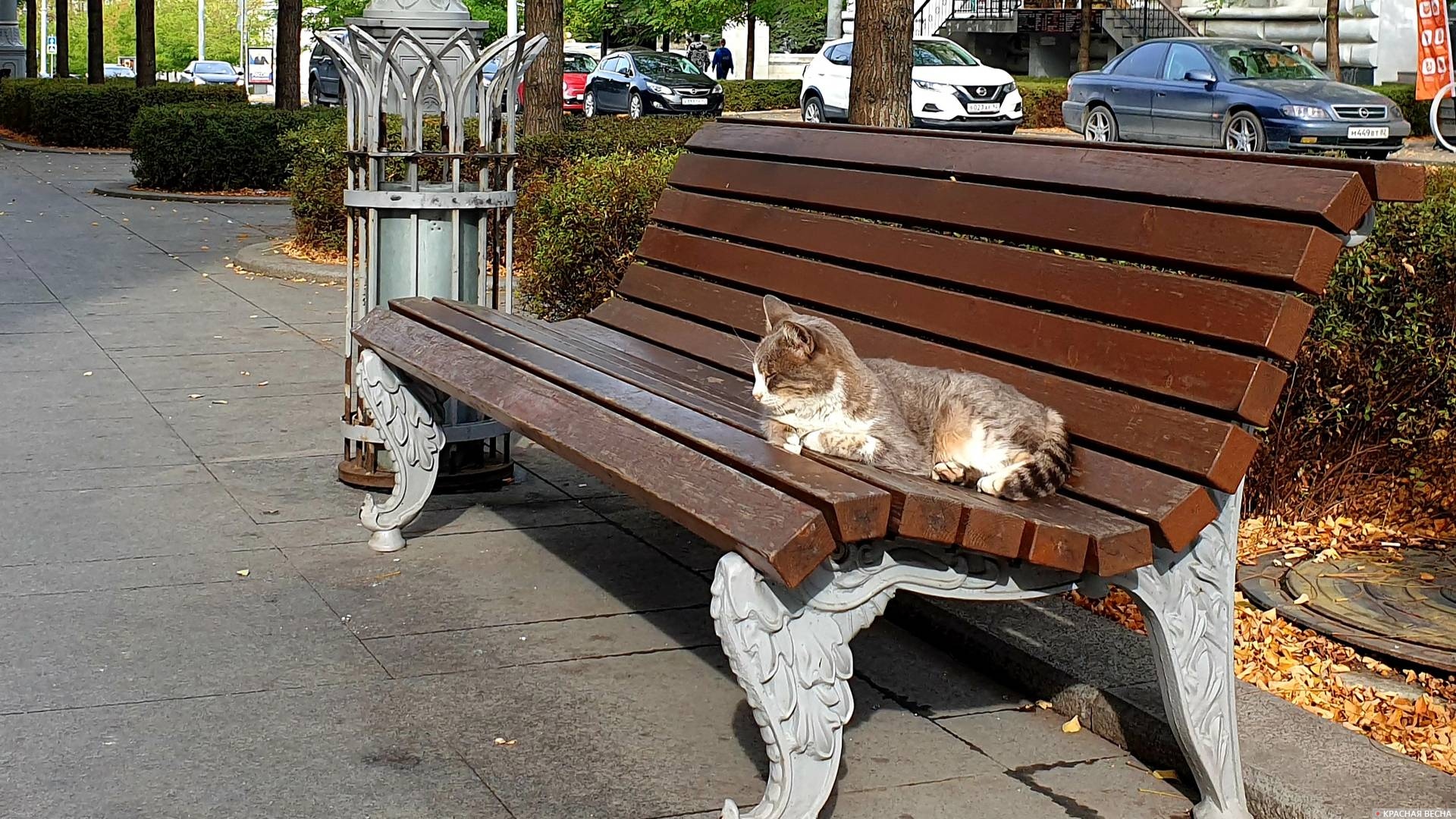 Кот на скамейке 