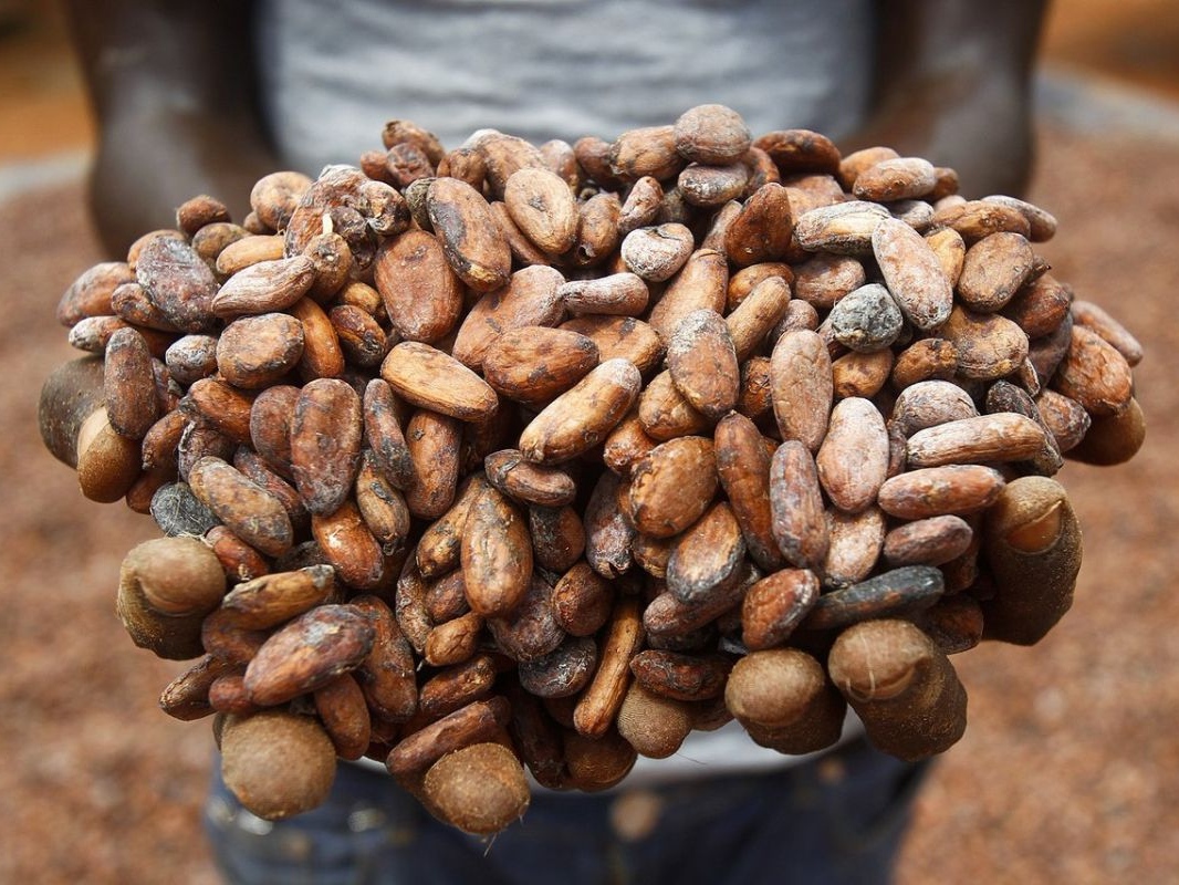 Какао — бобы