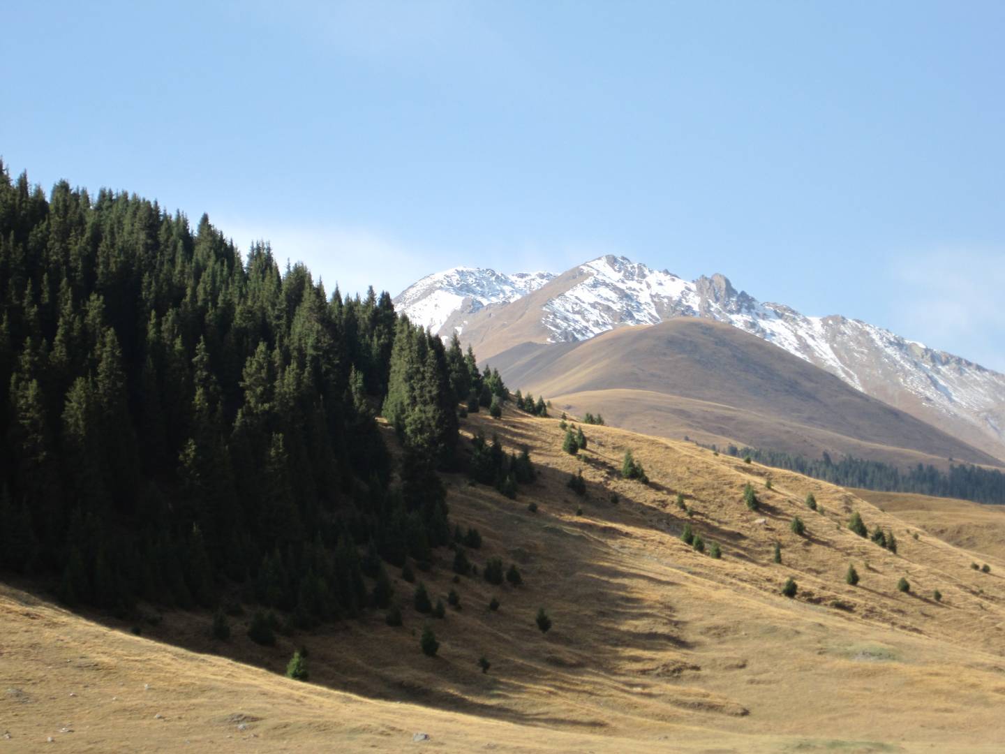Тянь-шанские ели Киргизия