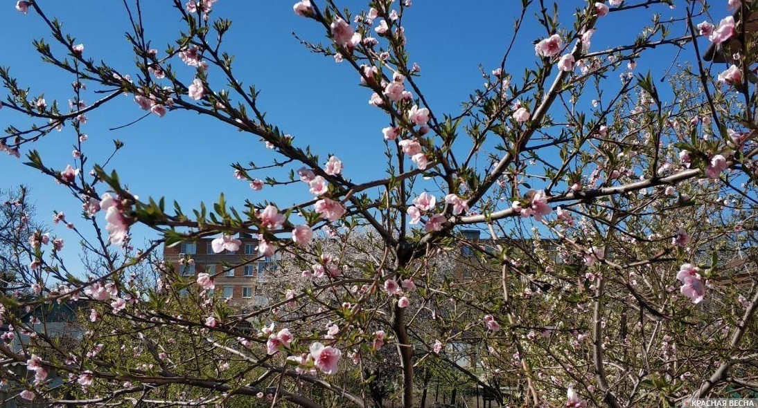 Персиковое дерево расцветает