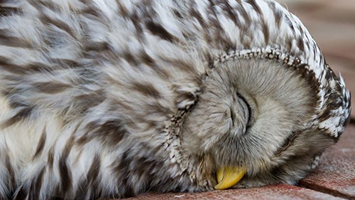Спящая сова