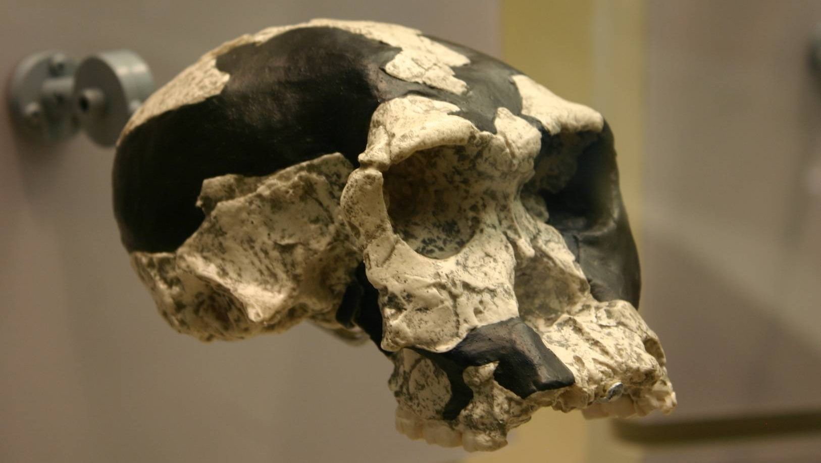 Homo habilis