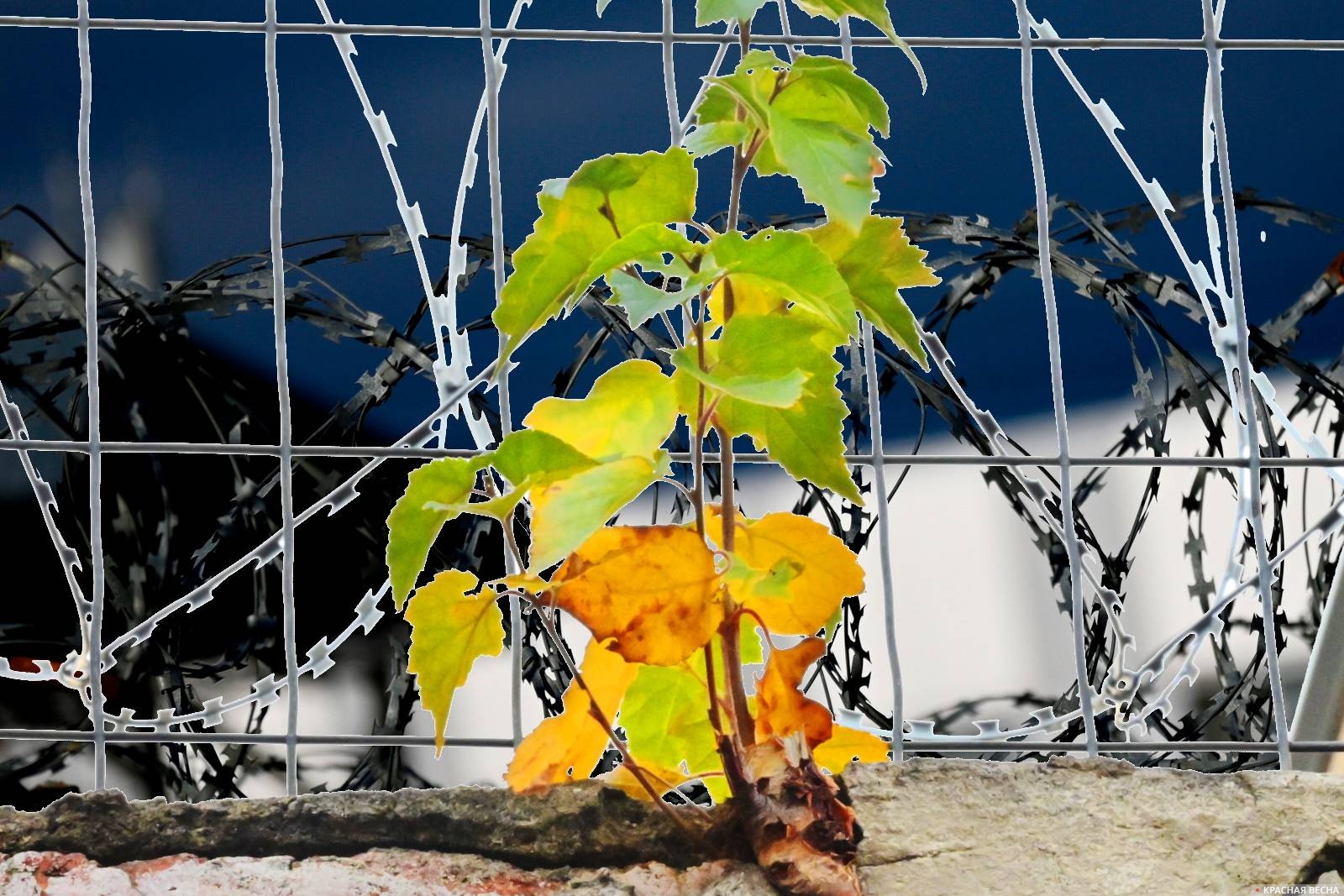 Колючая проволока Ограда Охрана Зона Тюрьма