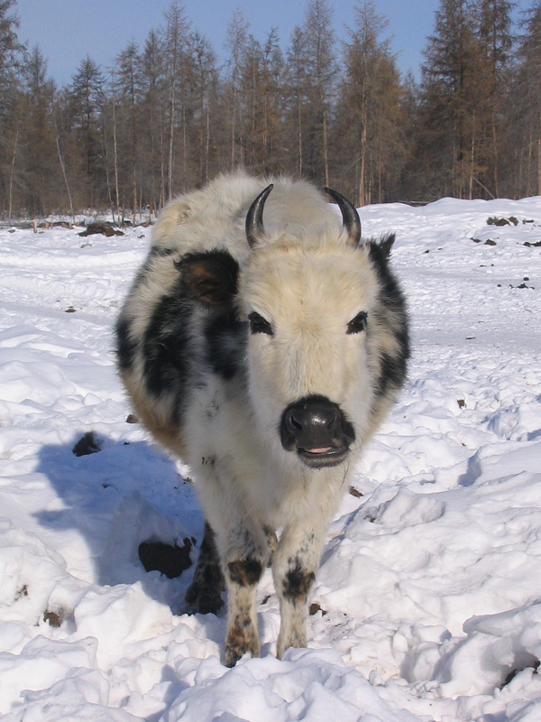 Якутская корова