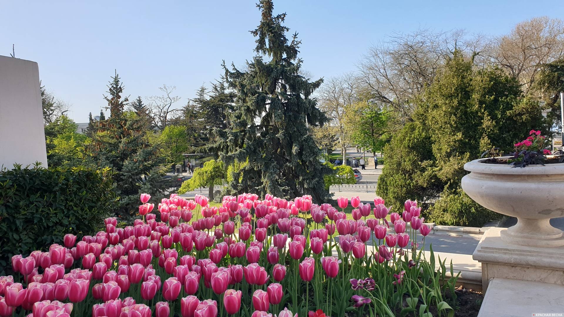 Тюльпаны. Севастополь. Матросский бульвар