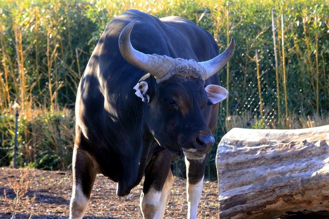 Туши крупного рогатого скота в Австралии заметно потяжелели