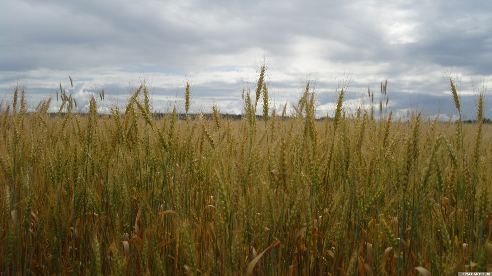 Пшеница. Колоски на фоне неба