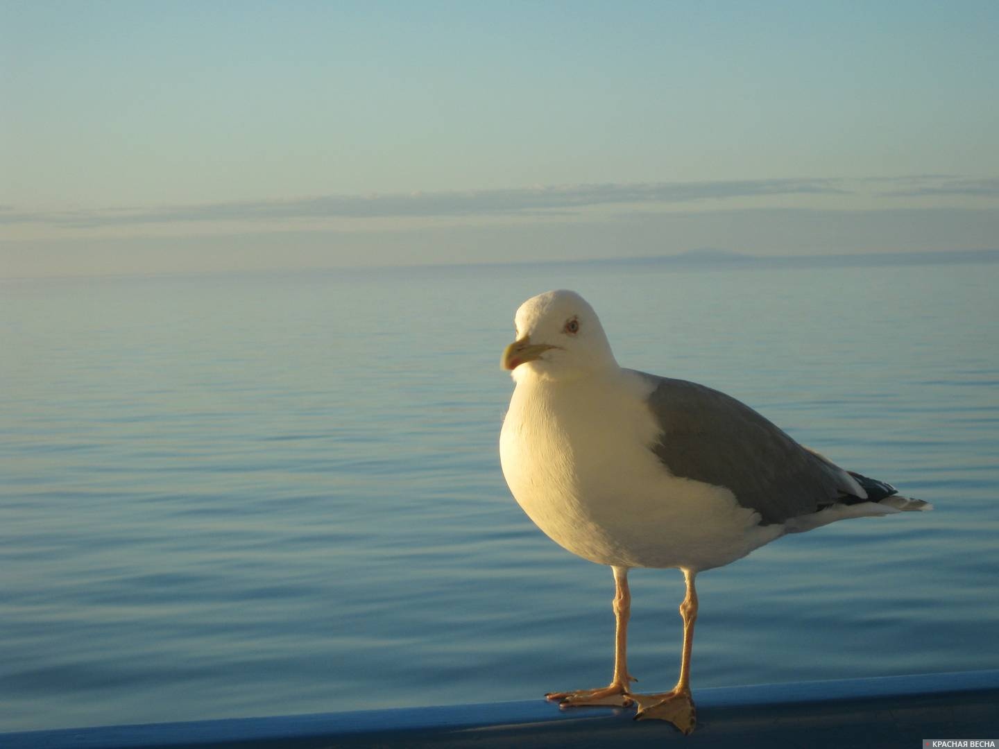 Рассвет на Ладоге