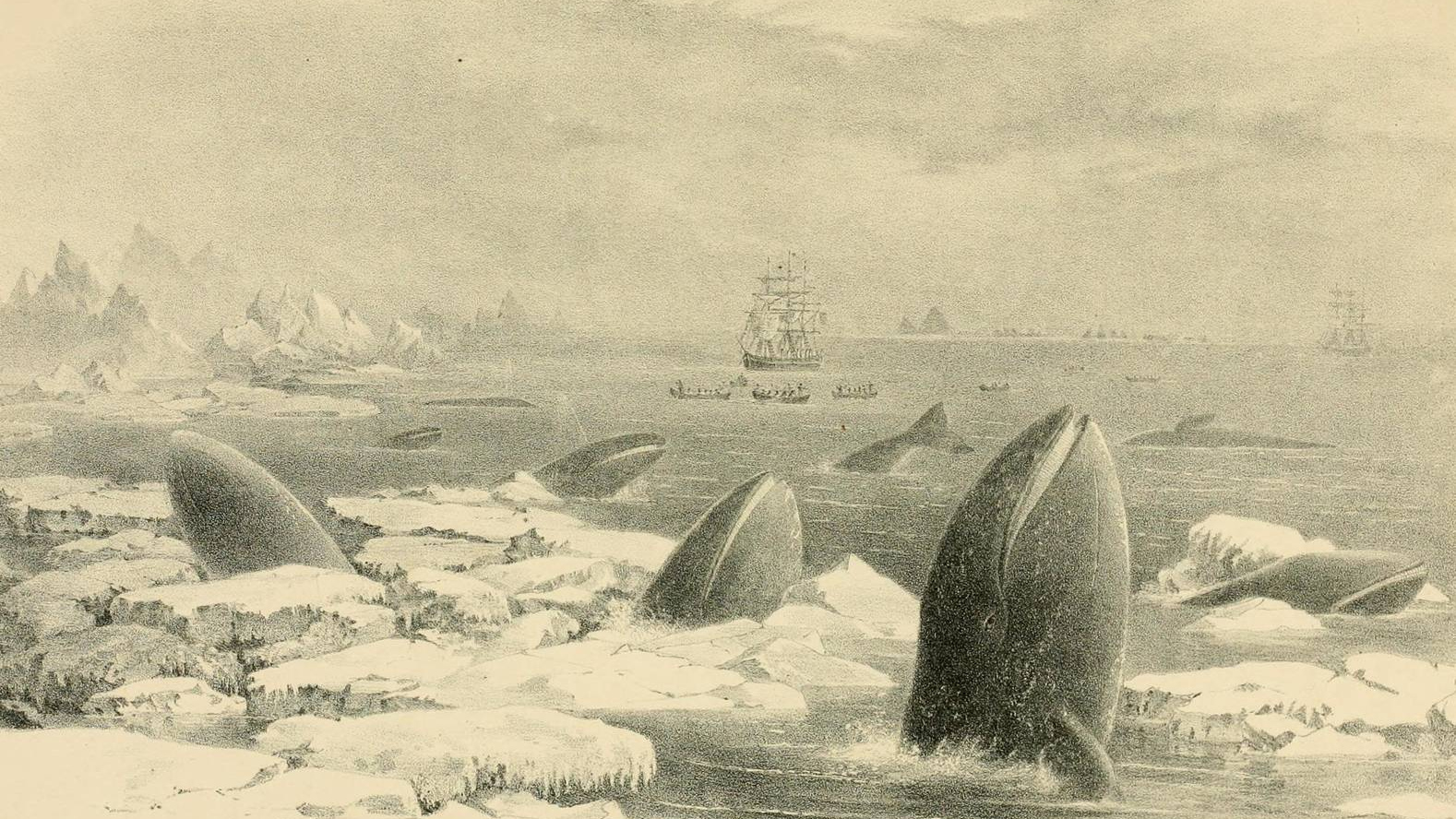 С. Ч. Мелвилл Серые киты. 1874 год