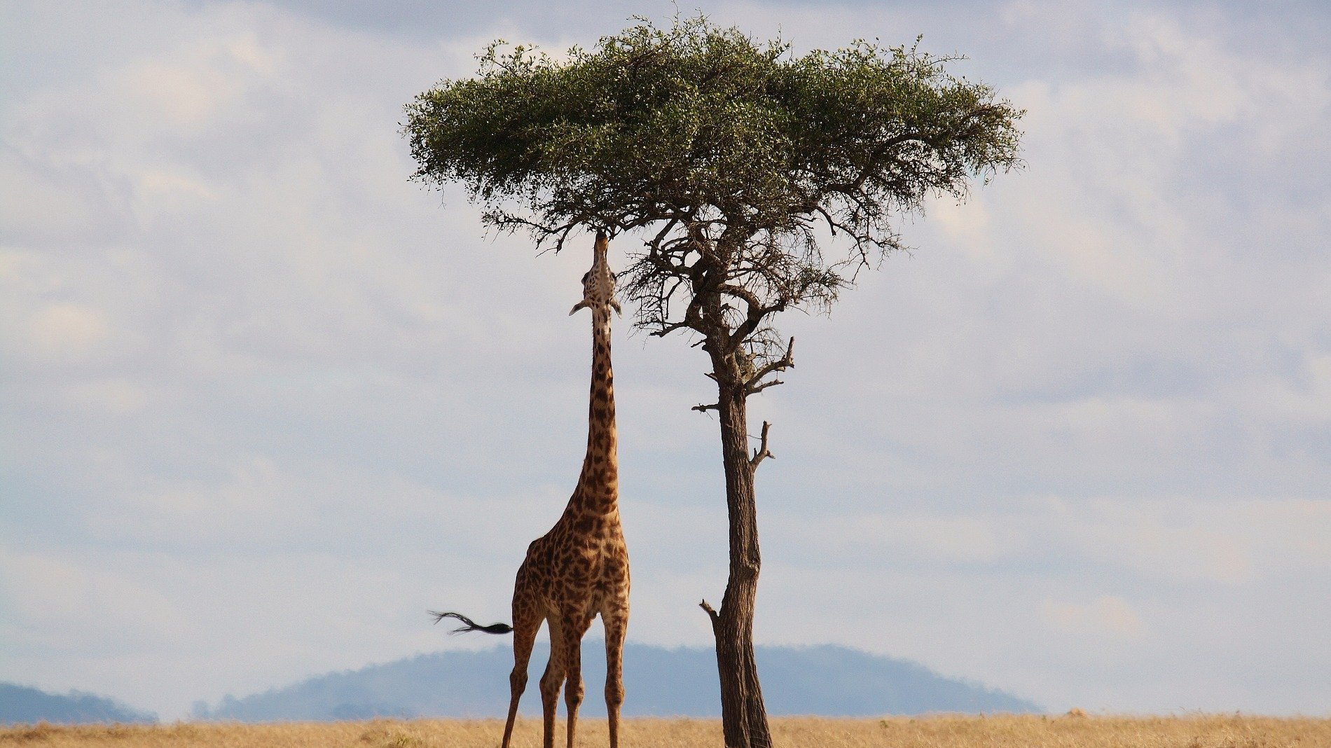 Акация жирафа в саванне