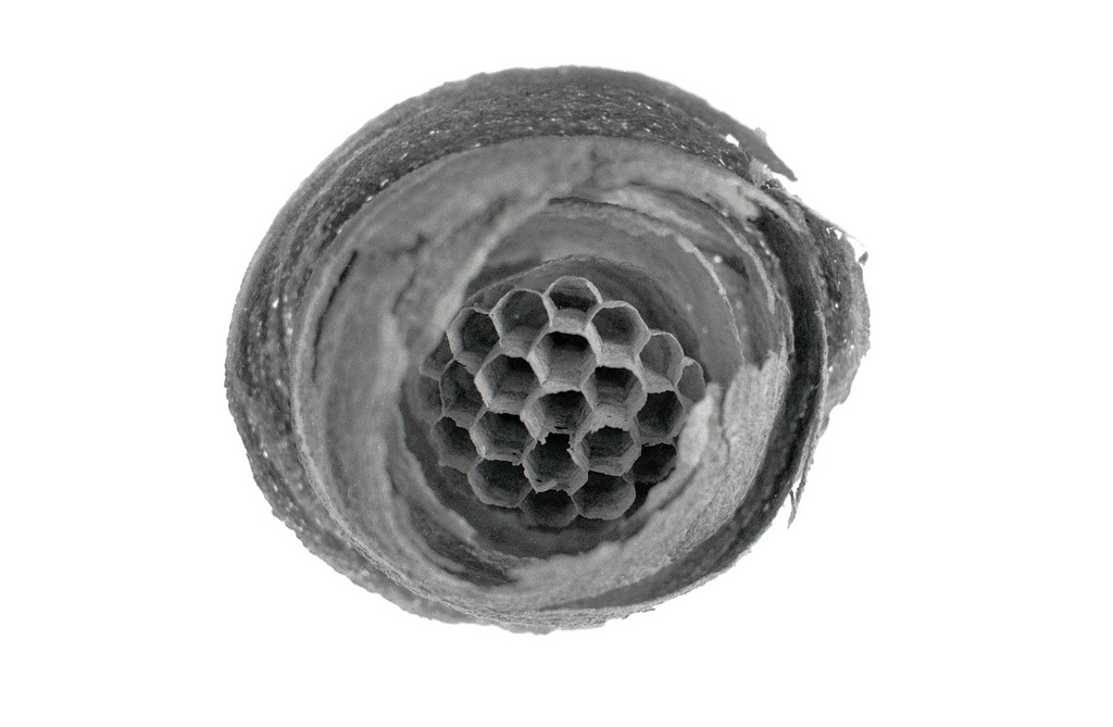 Опустошенное осиное гнездо [(cc) Jelle]