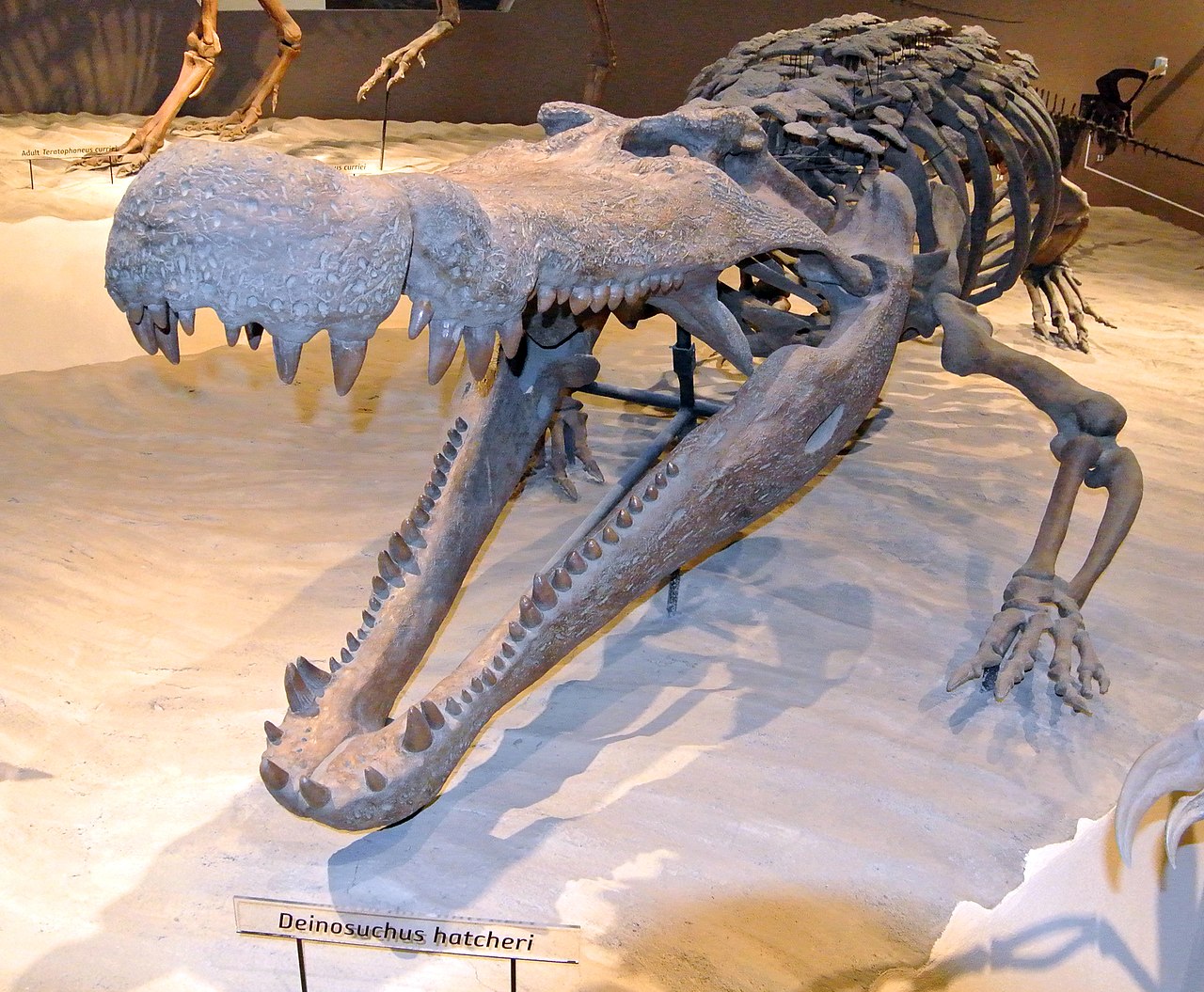 Скелет доисторического крокодила