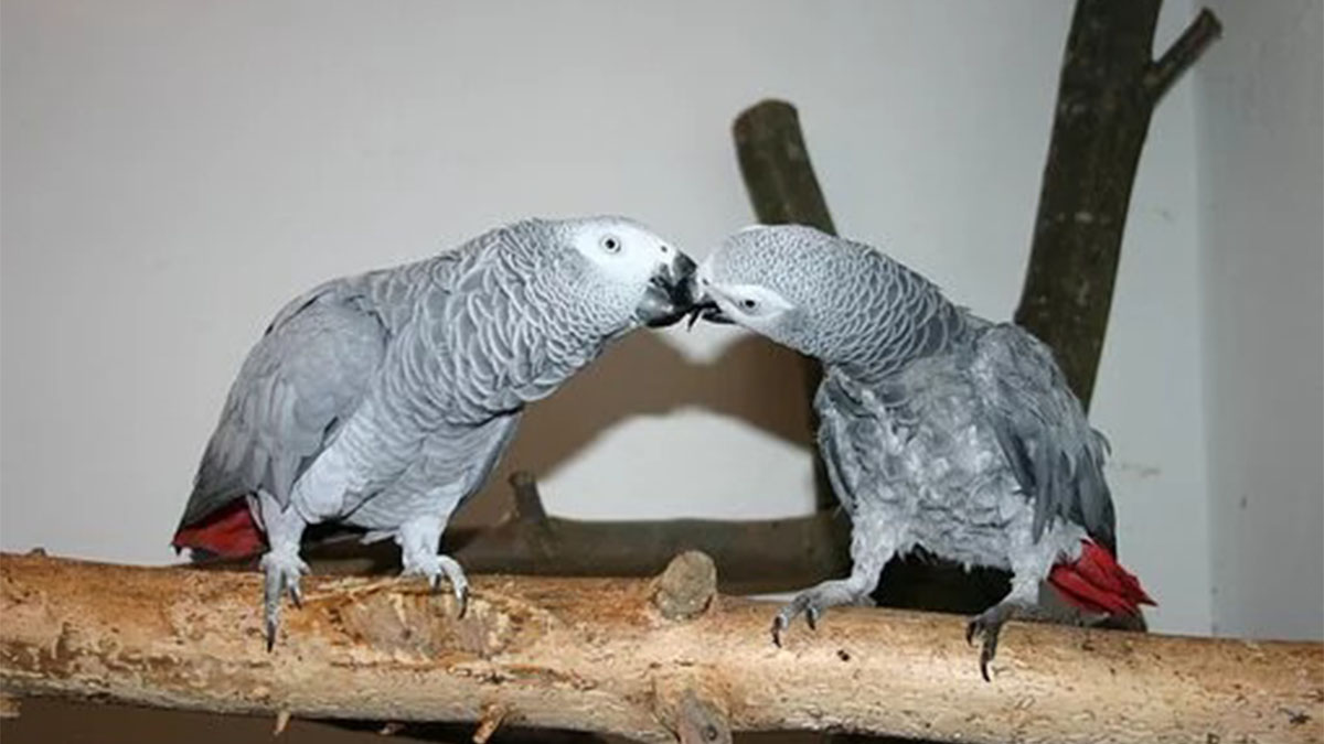 Африканские серые попугаи