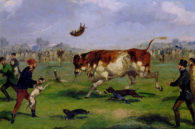 Сэмюэл Генри Алкен. Травля быка. 1894 