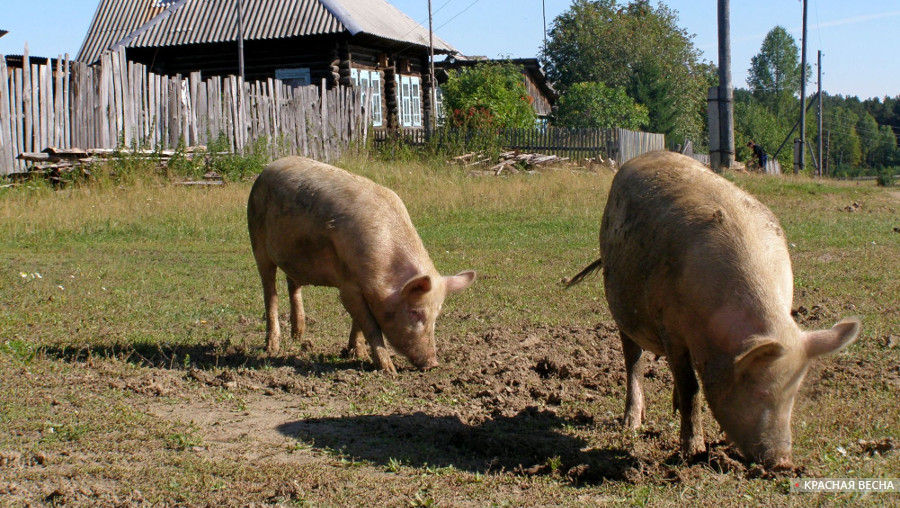 Свиньи в деревне [Рыжкова Анна © ИА Красная Весна]