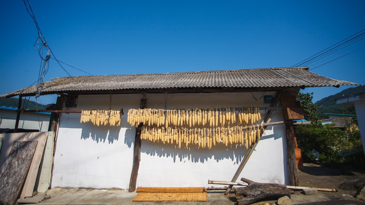 Кукуруза в корейской деревне