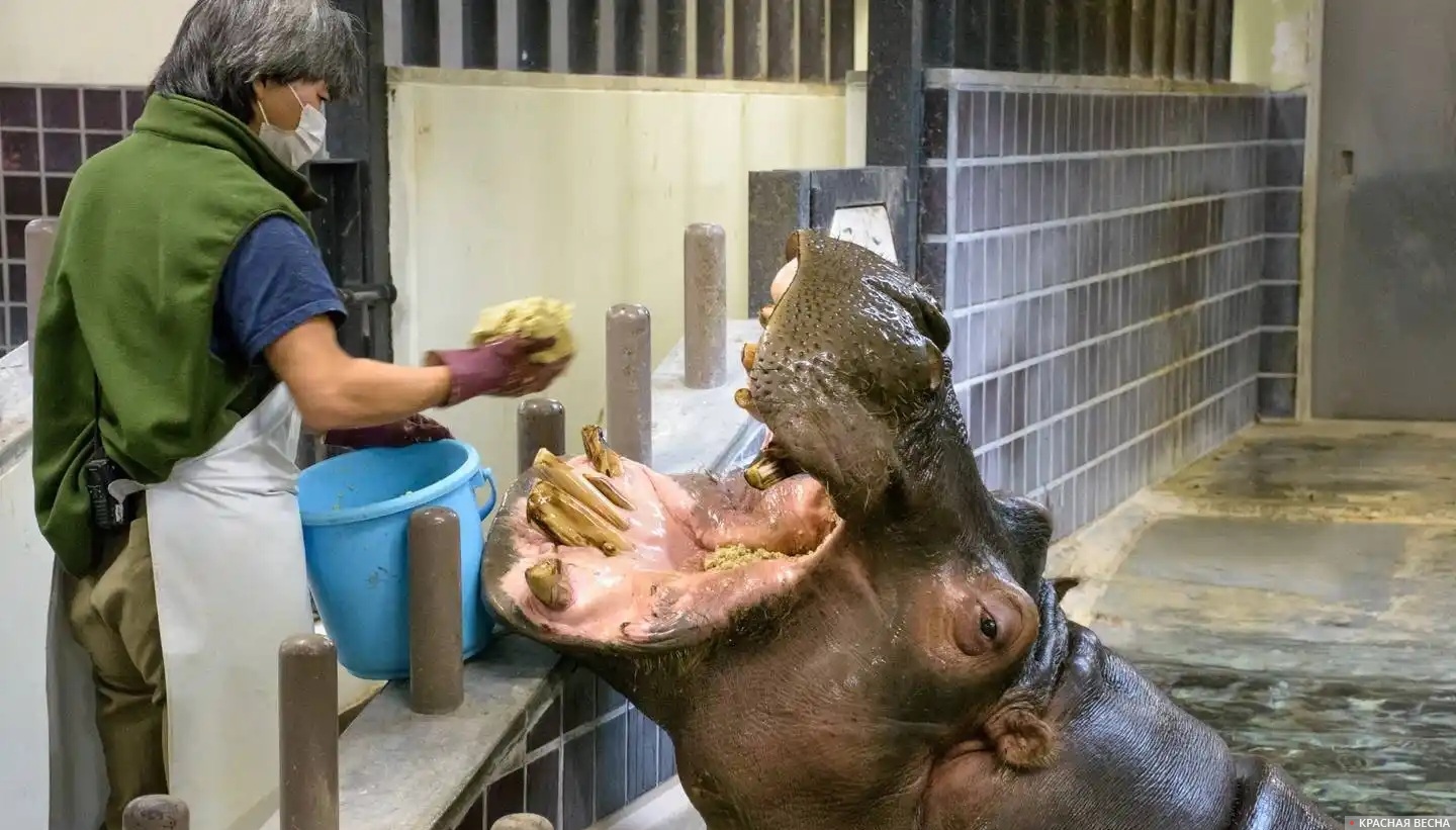 Кормление бегемота. Зоопарк Уэно