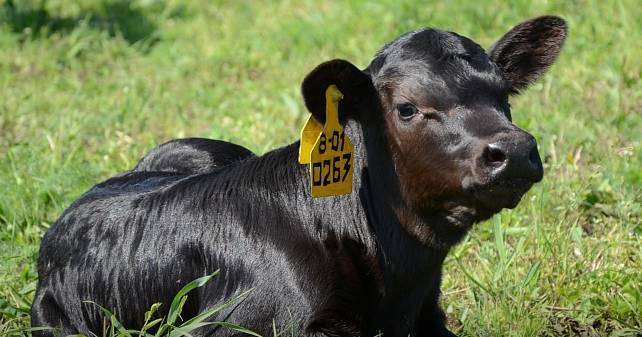 Бычок абердин-ангуса