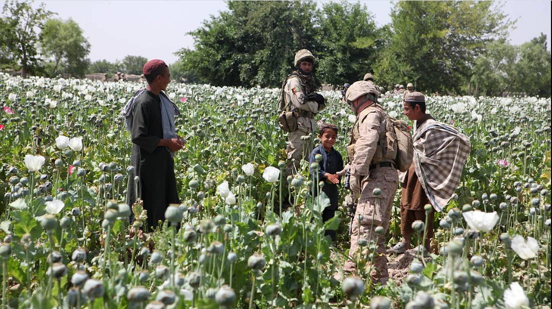 Маковые поля. Афганистан, провинция Гильменд.