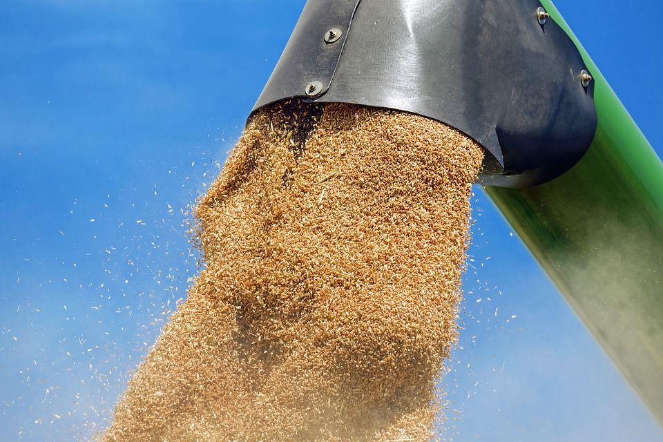 зерна пшеницы