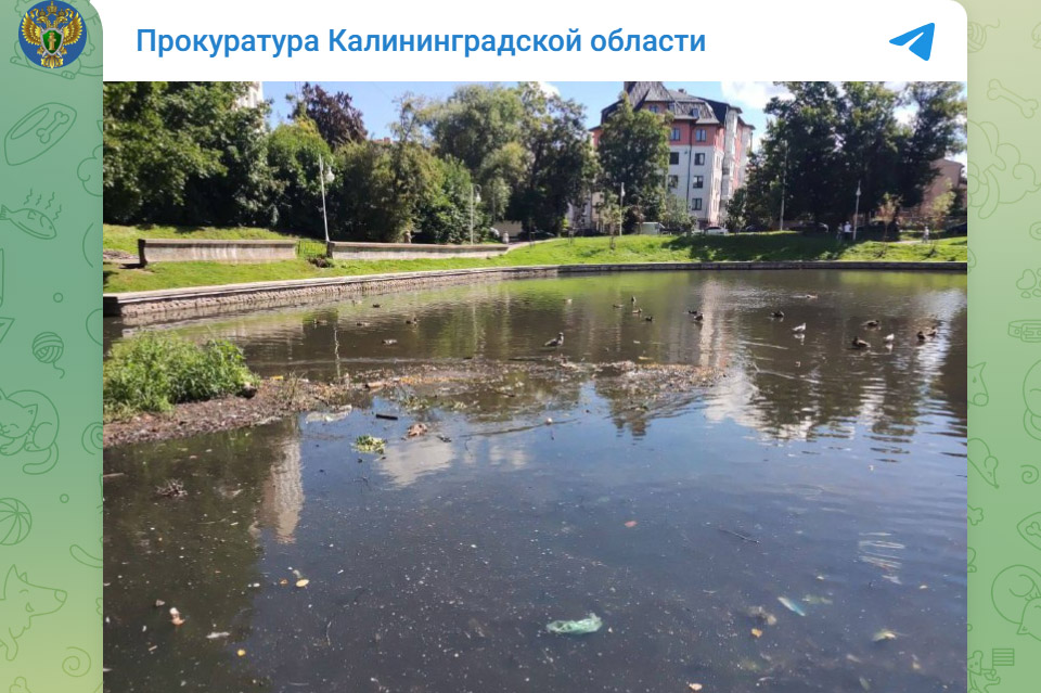 Загрязненный водоем в Калининграде