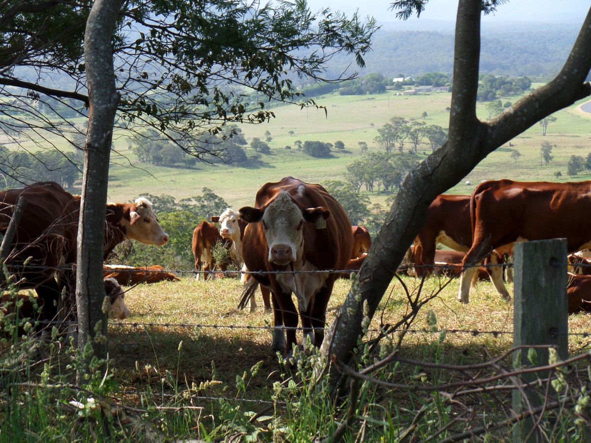 Коровы в Австралии