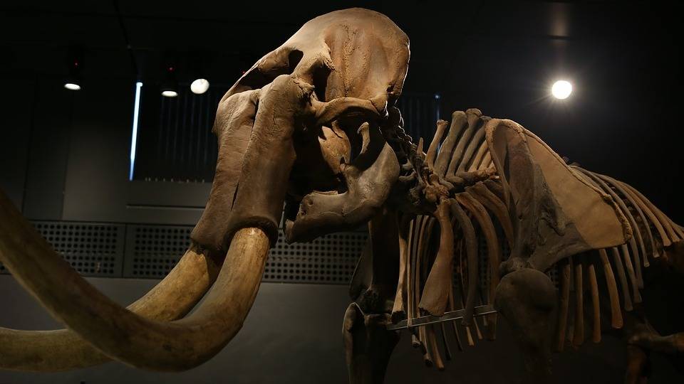 Скелет древнего слона.