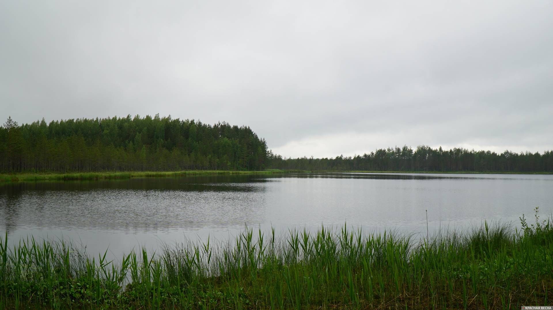 Озеро Чернушка (Мусталампи). Ленобласть. 15.06.2019