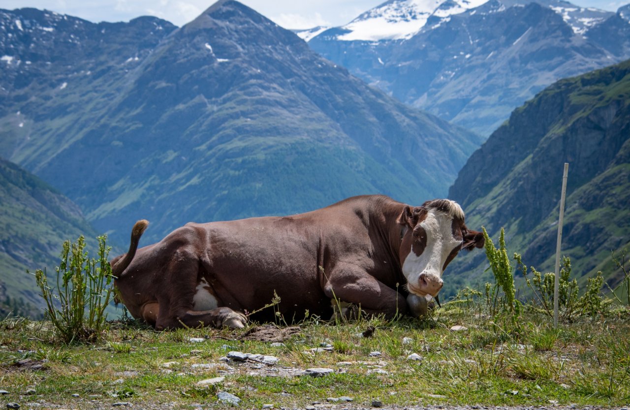 Корова в Алпах