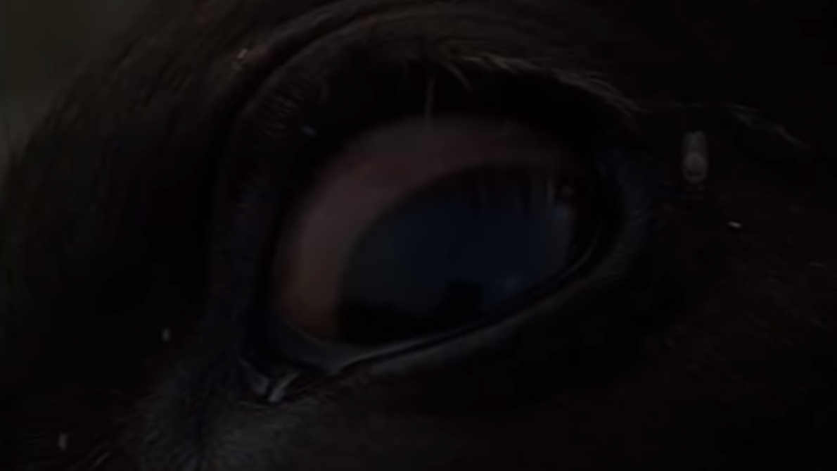 Глаз умирающей коровы
