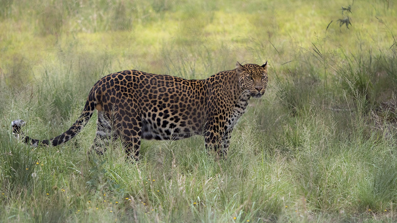 В Индии жители деревни жестоко убили леопарда