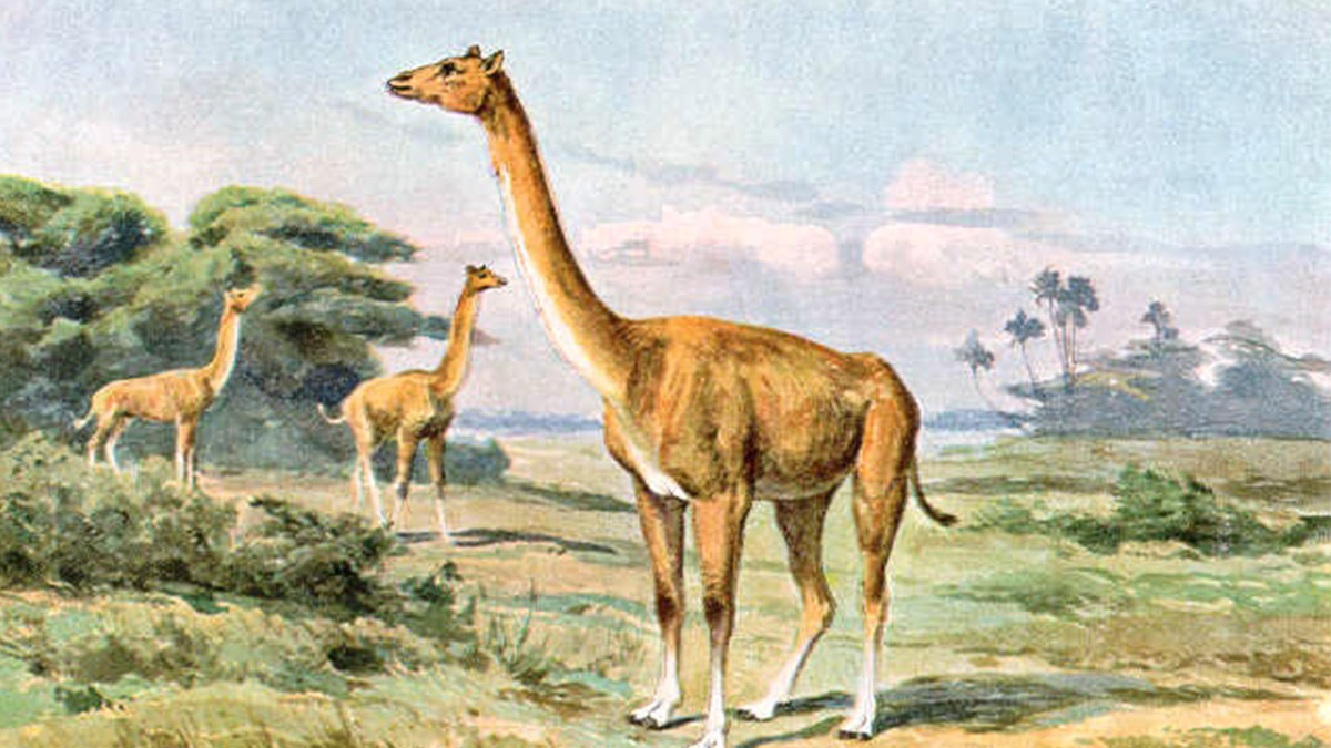 Альтикамелус. Предок современного верблюда.