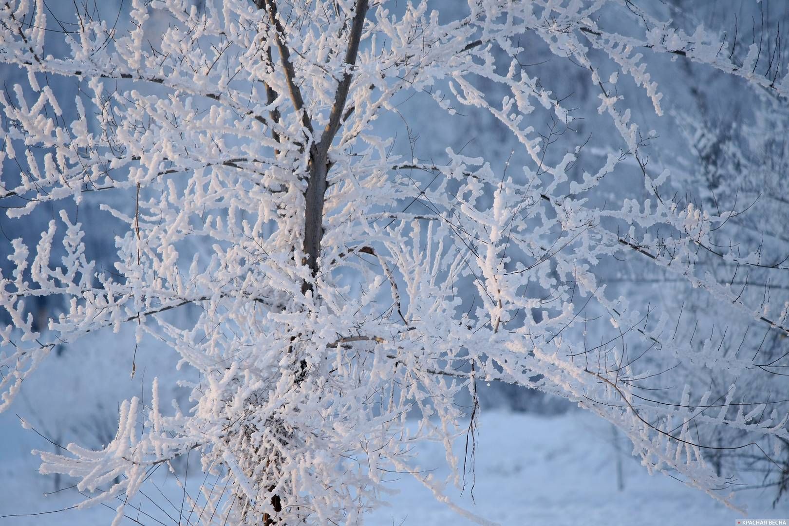 Дерево в снегу