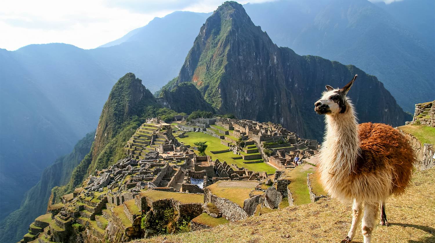 Животный мир Перу