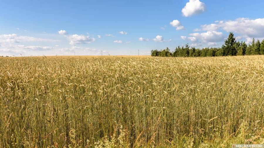 Пшеничное поле