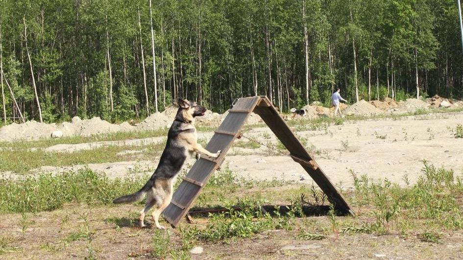 В Апатитах прошел чемпионат Мурманской области по спортивно-прикладному собаководству