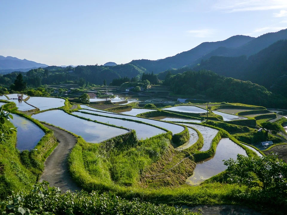 Террасы рисовых полей Японии