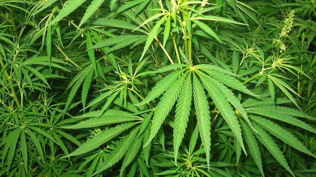 Легализация марихуаны партия не загружает браузер тор на gidra