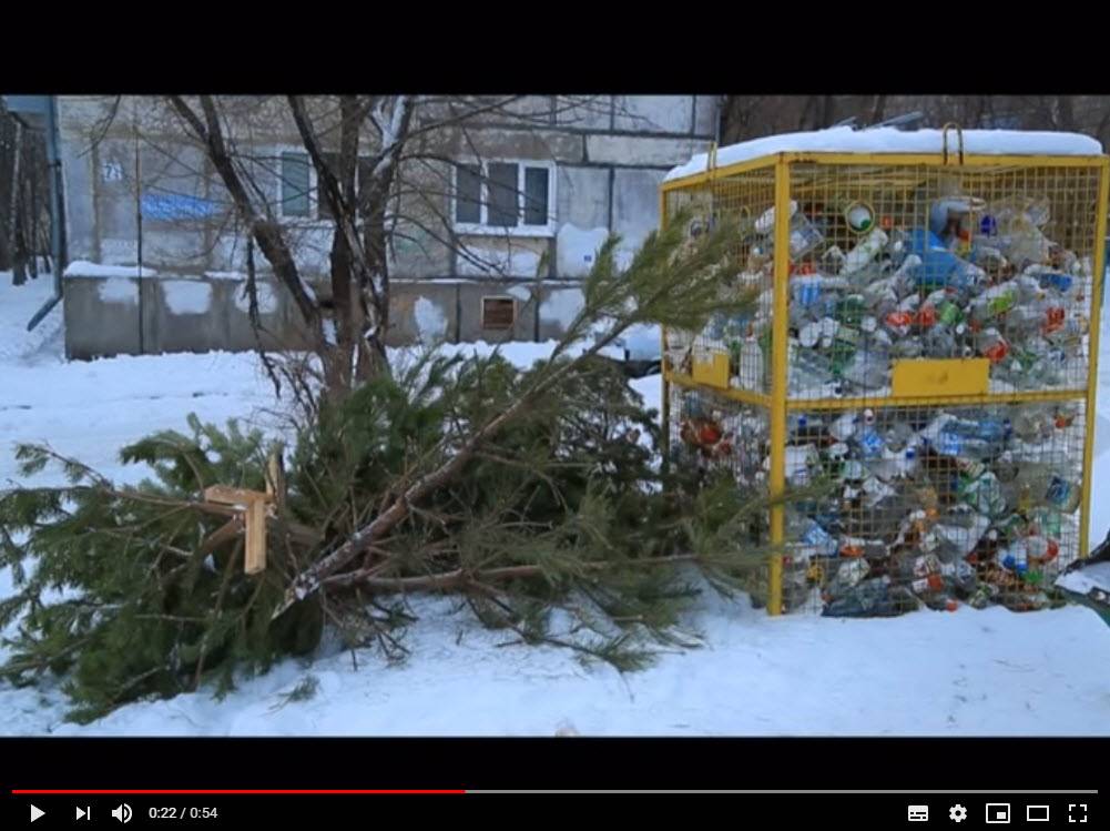 Цитата из видео «Елки пустили на переработку» пользователя «Новокуйбышевское Телевидение». youtube.com