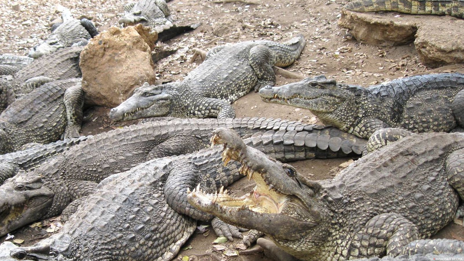 Крокодилы на отдыхе